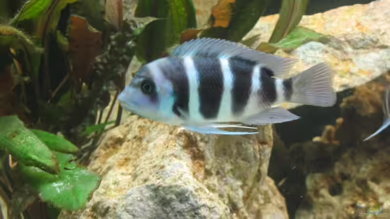 Besatz im Aquarium Becken 242 von Sven Gugger (6)