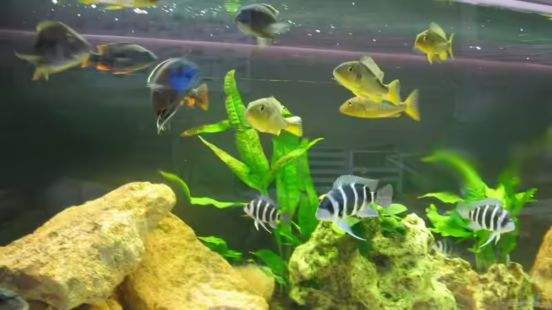 Besatz im Aquarium Becken 242 von Sven Gugger (7)