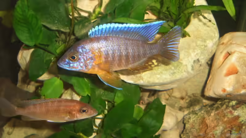 Besatz im Aquarium Becken 2422 von Dominik Losinzky (19)