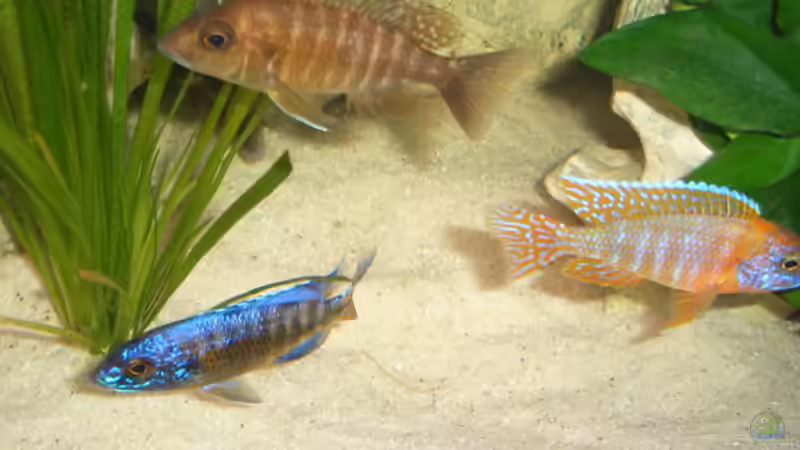 Besatz im Aquarium Becken 2422 von Dominik Losinzky (20)