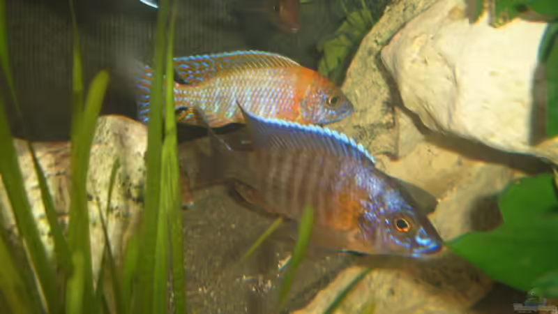 Besatz im Aquarium Becken 2422 von Dominik Losinzky (22)