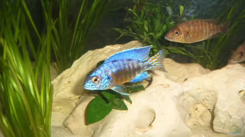 Besatz im Aquarium Becken 2422 von Dominik Losinzky (23)