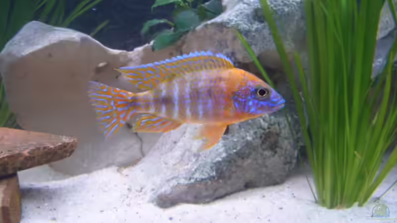 Besatz im Aquarium Becken 2422 von Dominik Losinzky (24)