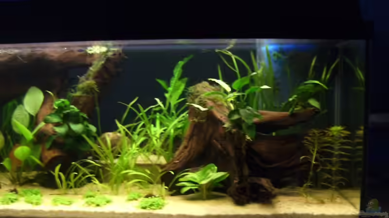 Besatz im Aquarium Becken 2427 von Münker Stephan (13)