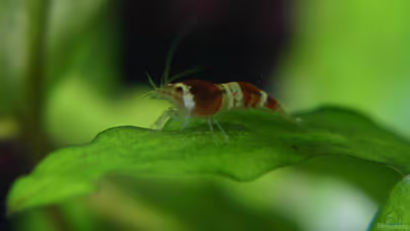 Besatz im Aquarium Becken 2427 von Münker Stephan (15)