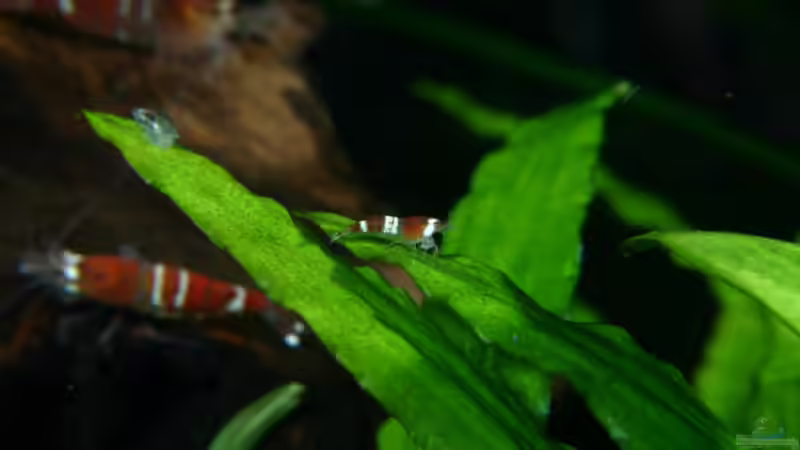 Besatz im Aquarium Becken 2427 von Münker Stephan (16)