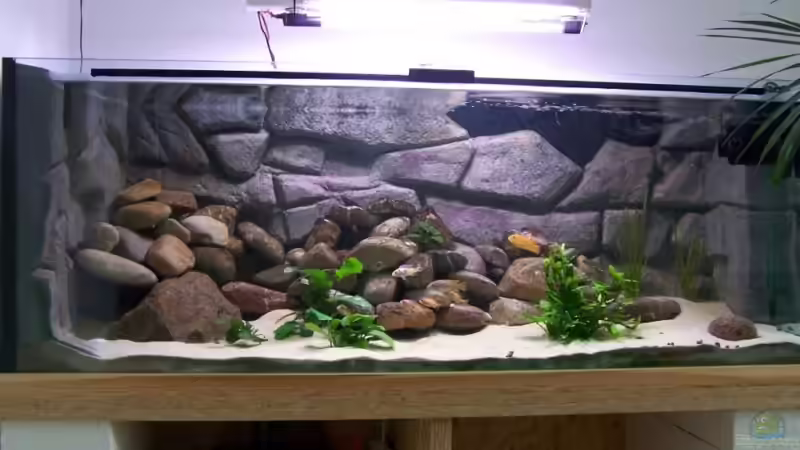 Besatz im Aquarium Becken 2427 von Münker Stephan (17)