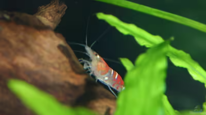 Besatz im Aquarium Becken 2427 von Münker Stephan (18)