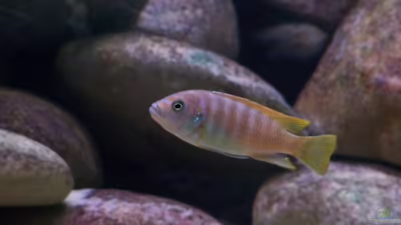 Besatz im Aquarium Becken 2427 von Münker Stephan (19)