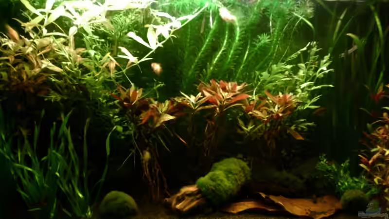 Besatz im Aquarium Becken 2427 von Münker Stephan (5)