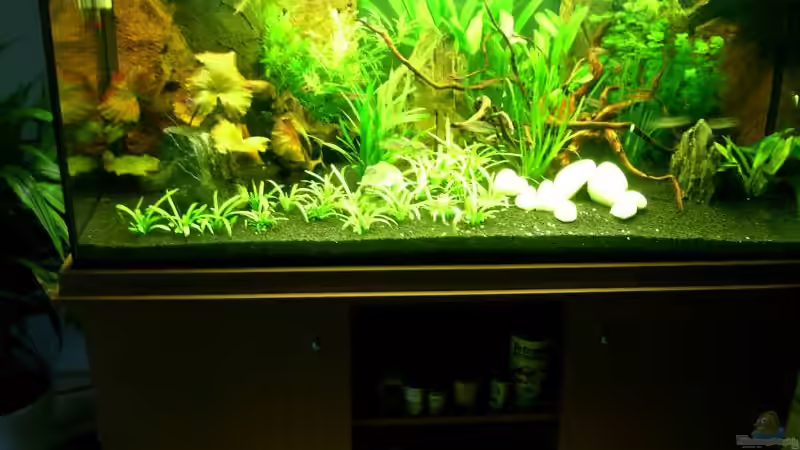 Besatz im Aquarium Becken 2427 von Münker Stephan (6)