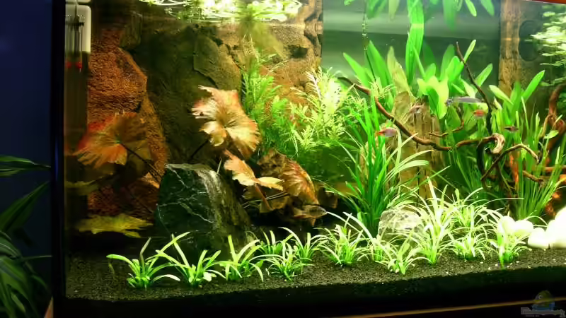 Besatz im Aquarium Becken 2427 von Münker Stephan (8)