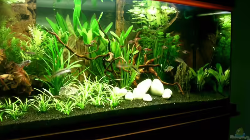 Besatz im Aquarium Becken 2427 von Münker Stephan (9)