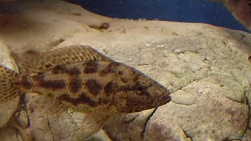 Besatz im Aquarium Becken 243 von Matthias Knittel (9)