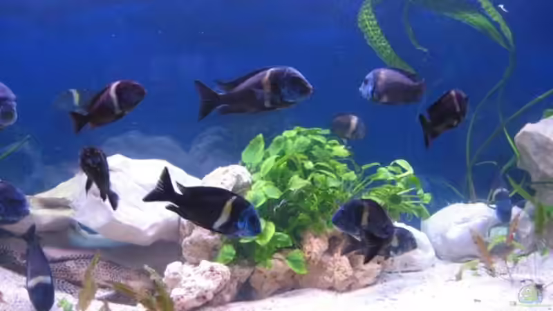 Besatz im Aquarium Becken 2434 von Stefan Kleißle (3)