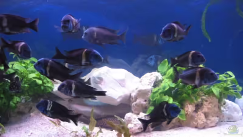 Besatz im Aquarium Becken 2434 von Stefan Kleißle (4)