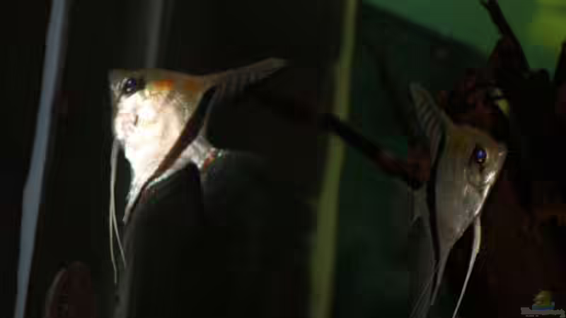 Besatz im Aquarium Becken 24363 von Skyblyes (10)