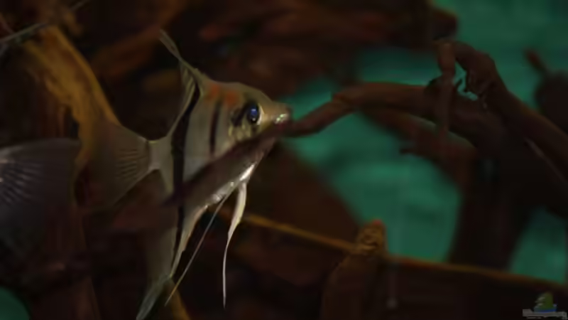 Besatz im Aquarium Becken 24363 von Skyblyes (11)