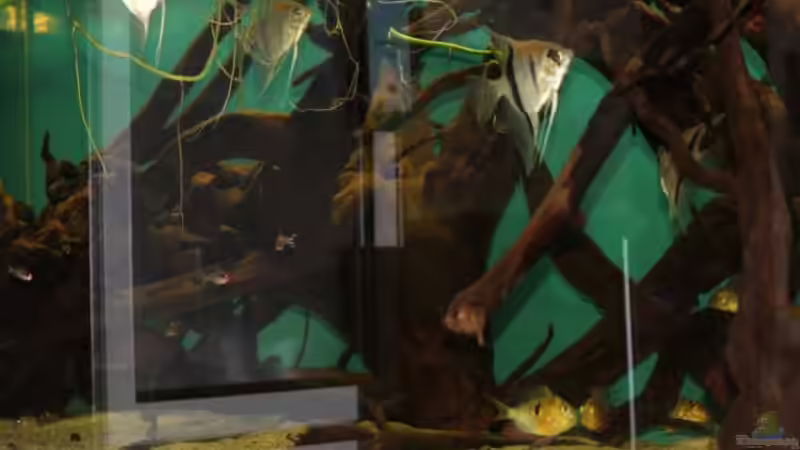 Besatz im Aquarium Becken 24363 von Skyblyes (13)