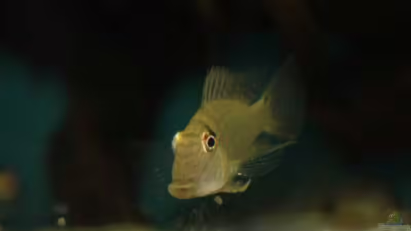 Besatz im Aquarium Becken 24363 von Skyblyes (14)