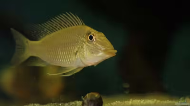 Besatz im Aquarium Becken 24363 von Skyblyes (15)