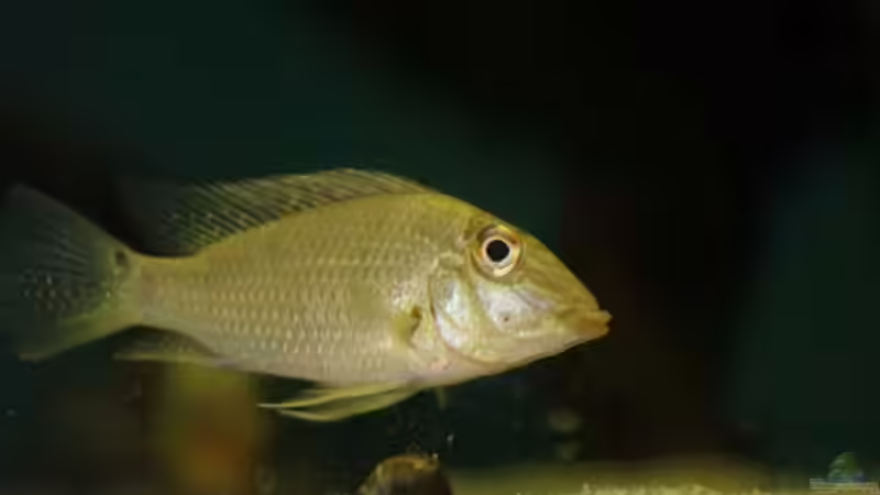 Besatz im Aquarium Becken 24363 von Skyblyes (16)