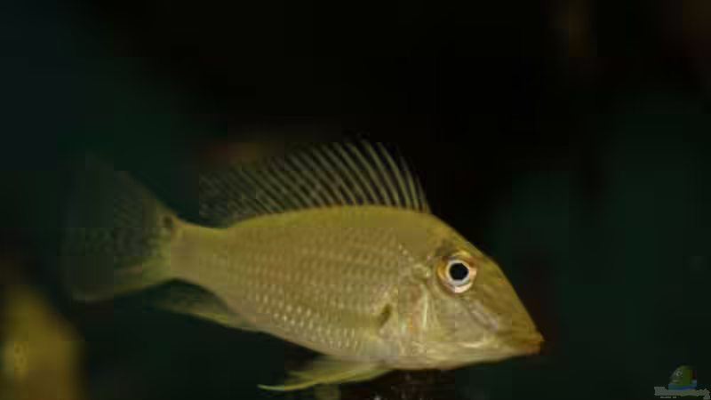 Besatz im Aquarium Becken 24363 von Skyblyes (17)