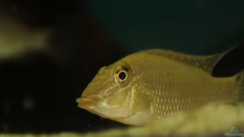 Besatz im Aquarium Becken 24363 von Skyblyes (18)