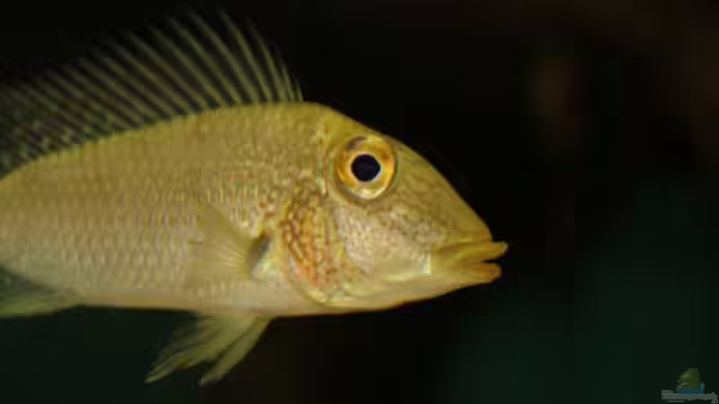 Besatz im Aquarium Becken 24363 von Skyblyes (19)