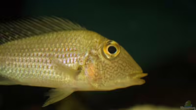 Besatz im Aquarium Becken 24363 von Skyblyes (20)