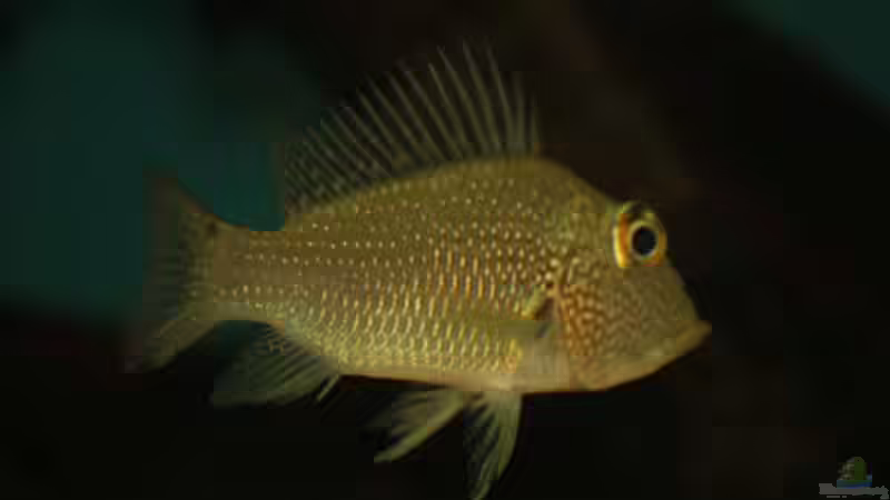 Besatz im Aquarium Becken 24363 von Skyblyes (21)