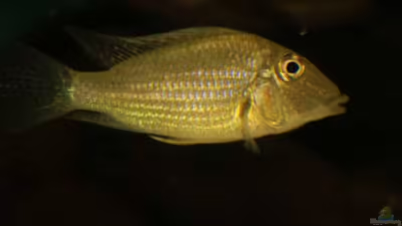 Besatz im Aquarium Becken 24363 von Skyblyes (22)