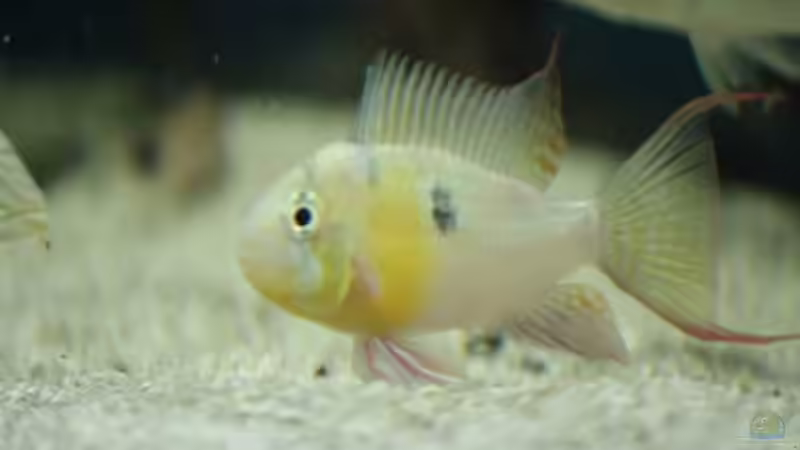 Besatz im Aquarium Becken 24363 von Skyblyes (23)