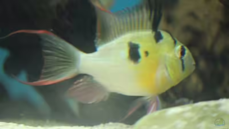 Besatz im Aquarium Becken 24363 von Skyblyes (24)