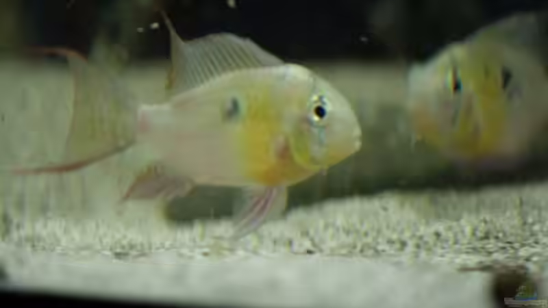 Besatz im Aquarium Becken 24363 von Skyblyes (25)