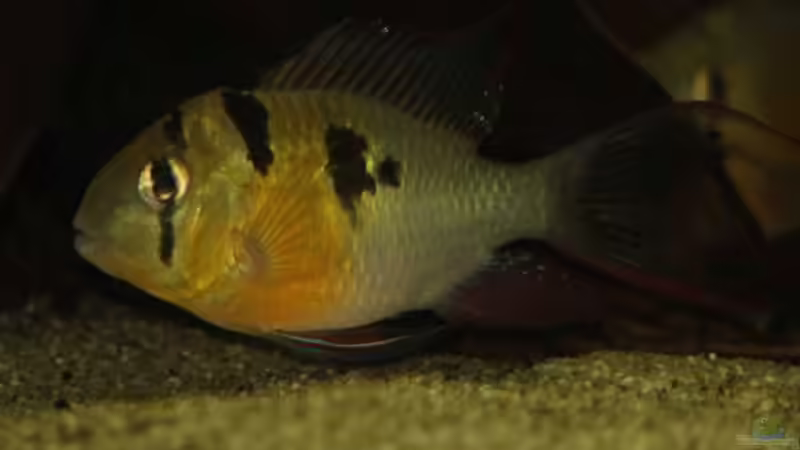 Besatz im Aquarium Becken 24363 von Skyblyes (26)