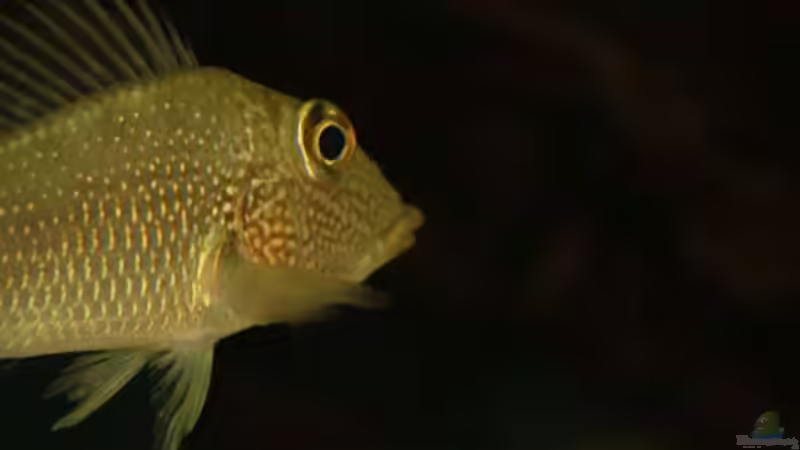 Besatz im Aquarium Becken 24363 von Skyblyes (28)