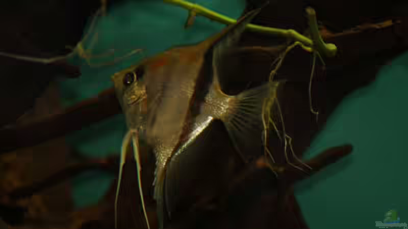 Besatz im Aquarium Becken 24363 von Skyblyes (9)