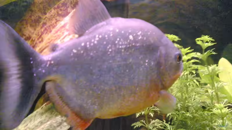 Besatz im Aquarium Becken 2439 von Sirko Laskowsky (4)