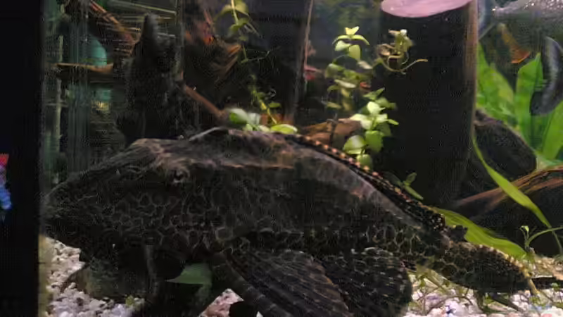 Besatz im Aquarium Becken 2439 von Sirko Laskowsky (5)