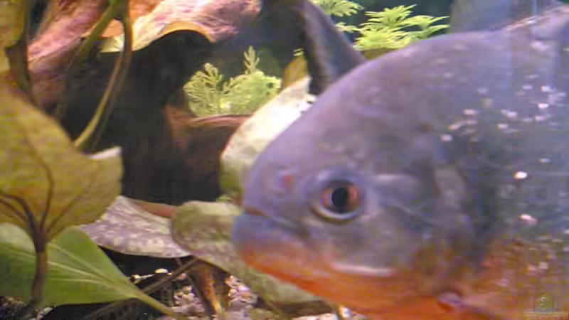 Besatz im Aquarium Becken 2439 von Sirko Laskowsky (6)