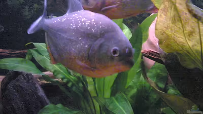 Besatz im Aquarium Becken 2439 von Sirko Laskowsky (7)