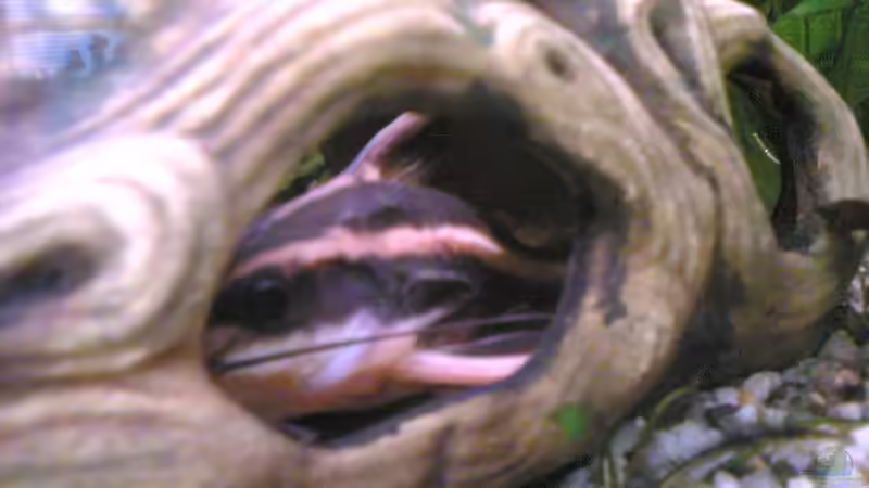 Besatz im Aquarium Becken 2439 von Sirko Laskowsky (8)