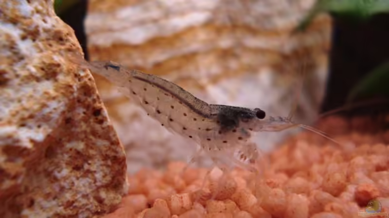 Besatz im Aquarium Becken 2445 von Sven Seidel (23)