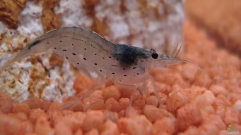 Besatz im Aquarium Becken 2445 von Sven Seidel (24)