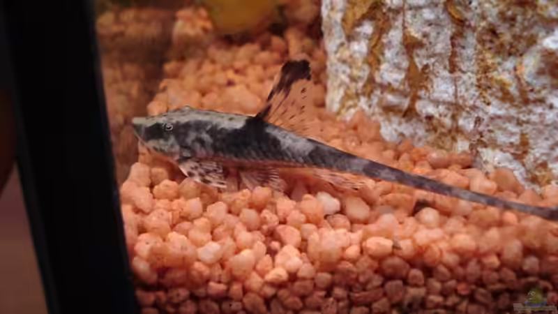 Besatz im Aquarium Becken 2445 von Sven Seidel (25)