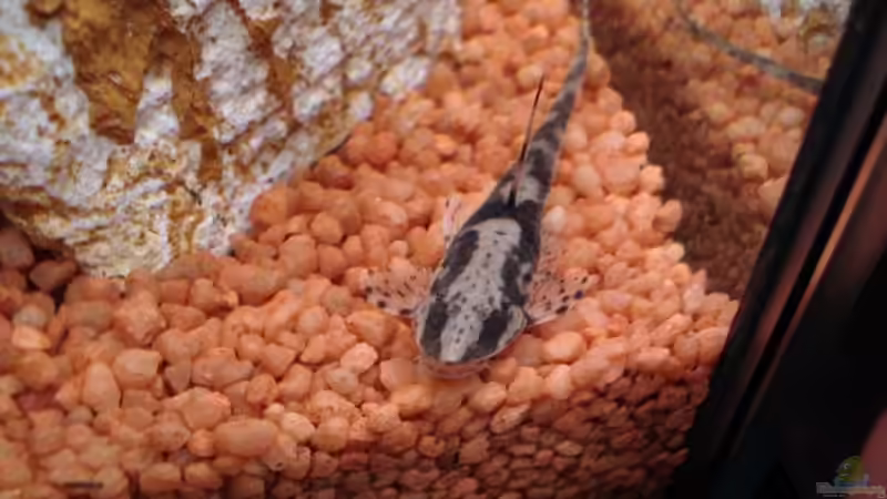Besatz im Aquarium Becken 2445 von Sven Seidel (26)