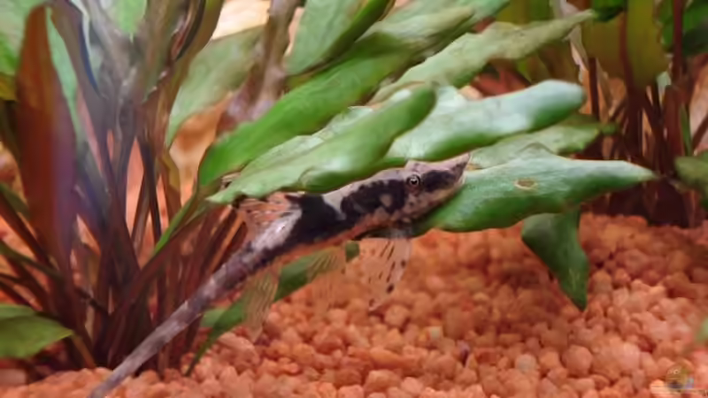 Besatz im Aquarium Becken 2445 von Sven Seidel (27)