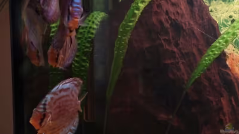 Besatz im Aquarium Becken 2445 von Sven Seidel (29)