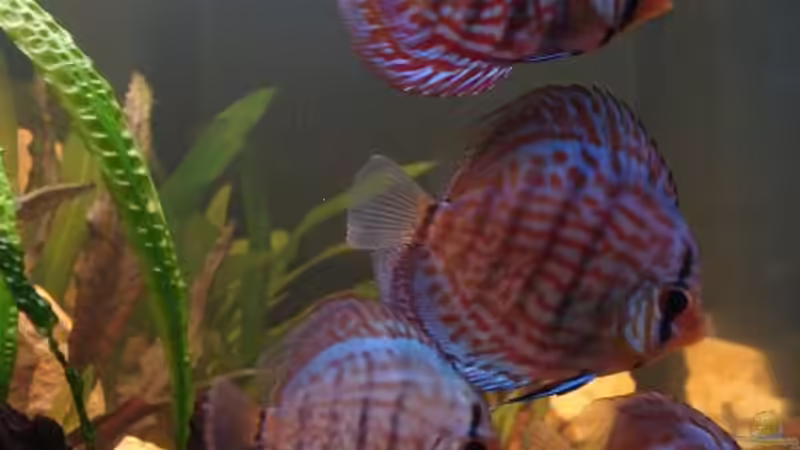 Besatz im Aquarium Becken 2445 von Sven Seidel (30)